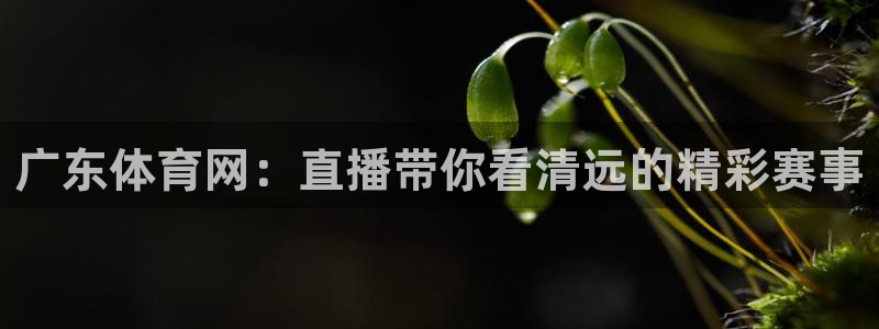绿茵足球高清直播：广东体育网：直播带你看清远的精彩赛事